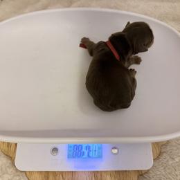 Dicky - Chocolate and tan male Yorkshire Terrier puppy in Jacksonville, Florida from TLJ Choco Yorkie Love