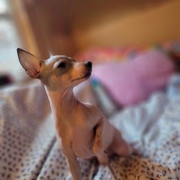 American Hairless Terrier Puppies from Hearts Companions