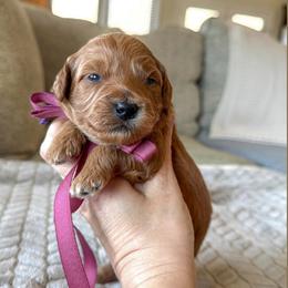 Russet - Red  female Goldendoodle puppy in New Harmony, Indiana from Cottonwood Farms