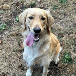 Sophie - Light golden female Golden Retriever puppy in Rainier, Washington from Hanson’s NW Goldens & Doodles