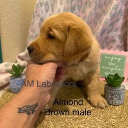 Almond - Yellow male Labrador Retriever puppy in Wittmann, Arizona from AM Labradors