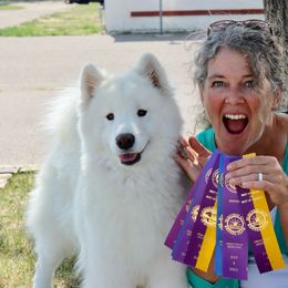 Liberty - Samoyed