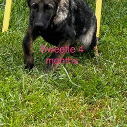 Pink girl AKA Sweetie - Sable German Shepherd puppy in Fredericksburg, Virginia from Trinity German Shepherd Dogs