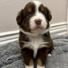 Australian Shepherd Puppies from Wylie Mini Aussies