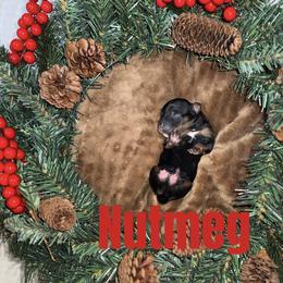 Nutmeg - Black tri female Miniature American Shepherd puppy in Minden, Louisiana from Ironwood Creek