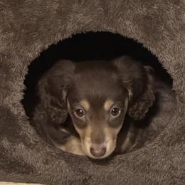 Dachshunds from AllStarDachshunds