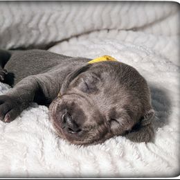 Girl 5 - Blue Weimaraner puppy in Jupiter, Florida from Khepri Weimaraners