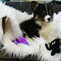 Girl 1 - Black and tan female Pembroke Welsh Corgi puppy in Mountain View, Hawaii from Celtic Corgis