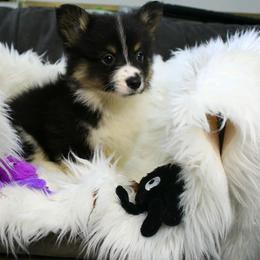 Girl 1 - Black and tan female Pembroke Welsh Corgi puppy in Mountain View, Hawaii from Celtic Corgis