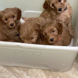 Goldendoodle Puppies from Coal Country Doodles