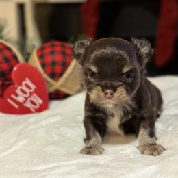Chihuahua Puppies from Sunset Eves Chihuahuas