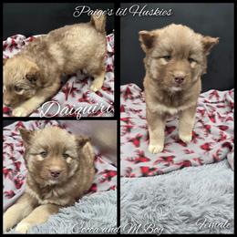 Daiquiri - Red and white female Siberian Husky puppy in Bloomfield, Indiana from Paiges lil huskies