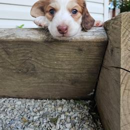 Lacey - Piebald female Dachshund puppy in Mountain Grove, Missouri from Boot Scootin Pups