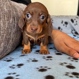 Willow - Chocolate and tan female Dachshund puppy in Los Angeles, California from Dachshunds of the Desert