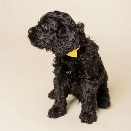 Tokyo - Black male Cavapoo puppy in New River, Arizona from Catella Cavaliers and Cavapoos