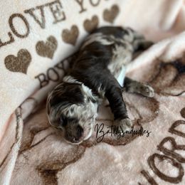 Cavapoo, Cockapoo, and French Bulldog Puppies from Batdogsndoodles