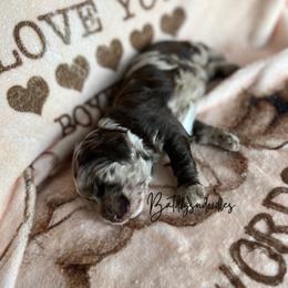 Cavapoo, Cockapoo, and French Bulldog Puppies from Batdogsndoodles