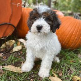 Emma - Grey and white female Bernedoodle puppy in Glenwood, New Mexico from Brush Fire Doodles
