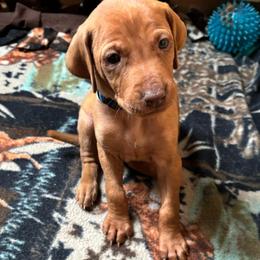 Shadow - Golden rust female Vizsla puppy in Plymouth, Minnesota from Carlson Vizslas