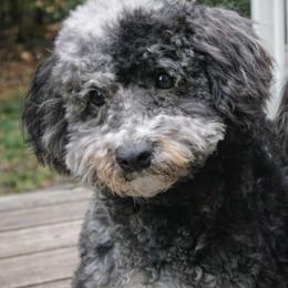 Oreo - Assorted Doodle Crosses