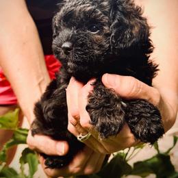 Teddy - Brindle male Poodle puppy in Cisco, Texas from Southern Girls Poodles