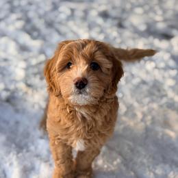 Ziti - Apricot female Goldendoodle puppy in Williamson, New York from Lakeside Doodles