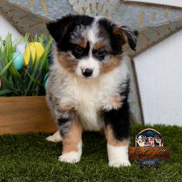Hollis - Blue merle male Miniature Australian Shepherd puppy in Granbury, Texas from Best Little Aussies