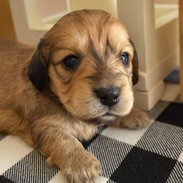 Latte Shade cream female - Cream female Dachshund puppy in Wylie, Texas from Karas Royal Dachshunds