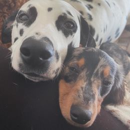 Dachshund, Dalmatian, Havanese, Maltese, Pomeranian, and Poodle Puppies from Destination Dalmatian