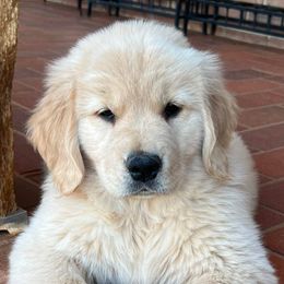 Golden Retrievers from Bearabella Golden Retrievers