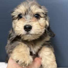 Ruby - Dachshund