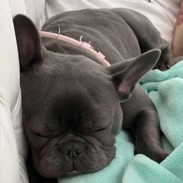 Athena - French Bulldog