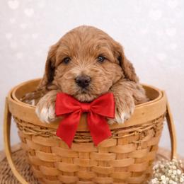 Pongo - Apricot male Goldendoodle puppy in Columbia, South Carolina from Glittering Grace Goldendoodles