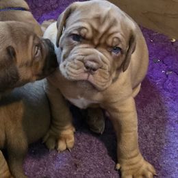 Pizazz - Red female Dogue de Bordeaux puppy in Michigan from Boondocks Bordeaux