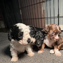 Oreo - Black and white male Cockapoo puppy in Griffin, Georgia from Rawls Lovely Little Tots