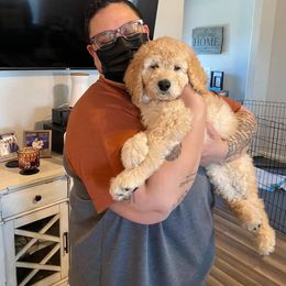 "Pablo" Goldendoodle Puppies from SMTX Doodles