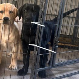 Boy 3 - Black male Labrador Retriever puppy in Menifee, California from Dioscuri Kennel