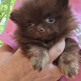 Zamora's Tiny Princess pup 2 - Chocolate and tan female Pomeranian puppy in Carrollton, Georgia from B AND R'S POMERANIAN'S
