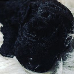 Poodle Puppies from Southern Standards Standard Poodles