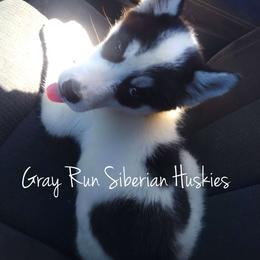 Rebel - Siberian Husky