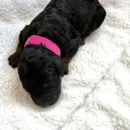 Ash - Phantom female Goldendoodle puppy in Fairwood, Washington from Goldendoodles on the Prairie