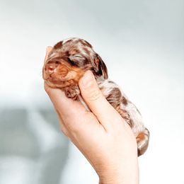 Dachshund Puppies from Cotton Hill Dachshunds