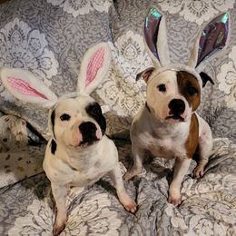 Staffordshire Bull Terriers from Brendale Staffies