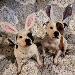 Staffordshire Bull Terriers from Brendale Staffies