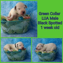 1 black spotted boy - White and black male Dalmatian puppy in Perry, Michigan from Mid-Michigan Dalmatians