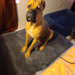 Cane Corso All Grown Up from La Muerte Corso Kennel