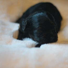 Maple - Black and tan female Cockapoo puppy in Philomath, Oregon from Gold Heart Pups