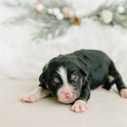 Boy 5 - Black tri-color male Aussiedoodle puppy in Spanish Fork, Utah from K Brand Doodles