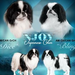 Japanese Chin puppies from Njoy Japanese Chin