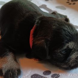 Boy 1 - Black and silver Miniature Schnauzer puppy in Asheville, North Carolina from Farbe Miniature Schnauzers